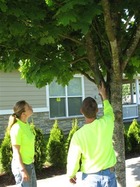 Thumbnail for the post titled: Use Our Interactive Guide to Check Tree Regulations